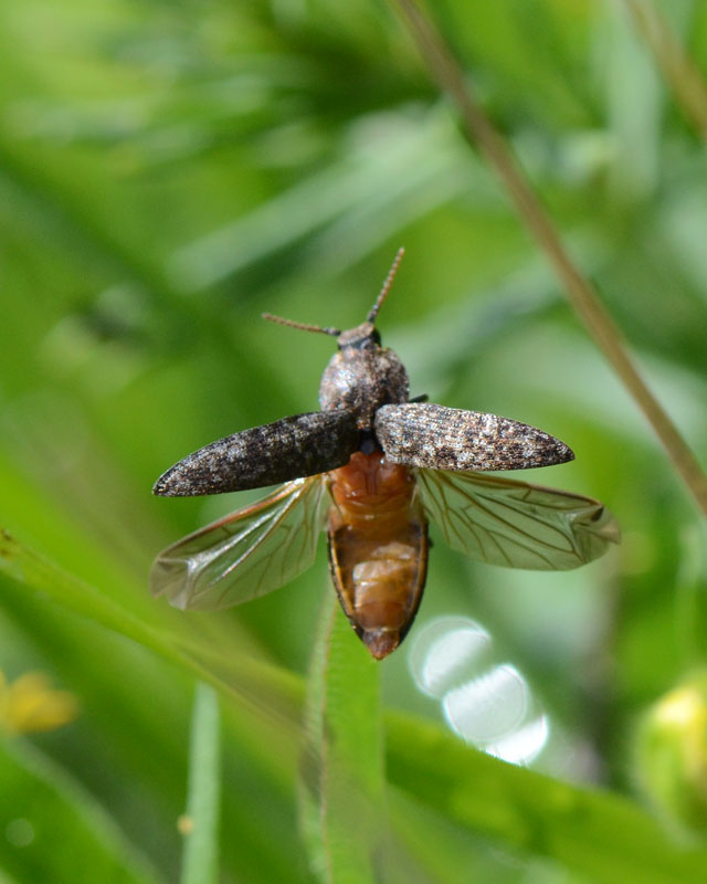 Elateridae: Agrypnus murinus che prende il volo